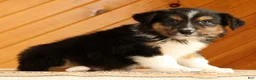 Australian Shepherd dogs for sale: Bruno - Ad 5