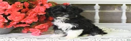 Havanese dogs for sale: Princess - Ad 4
