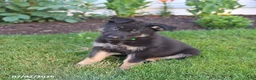 German Shepherd dogs for sale: Sebastian  - Ad 4