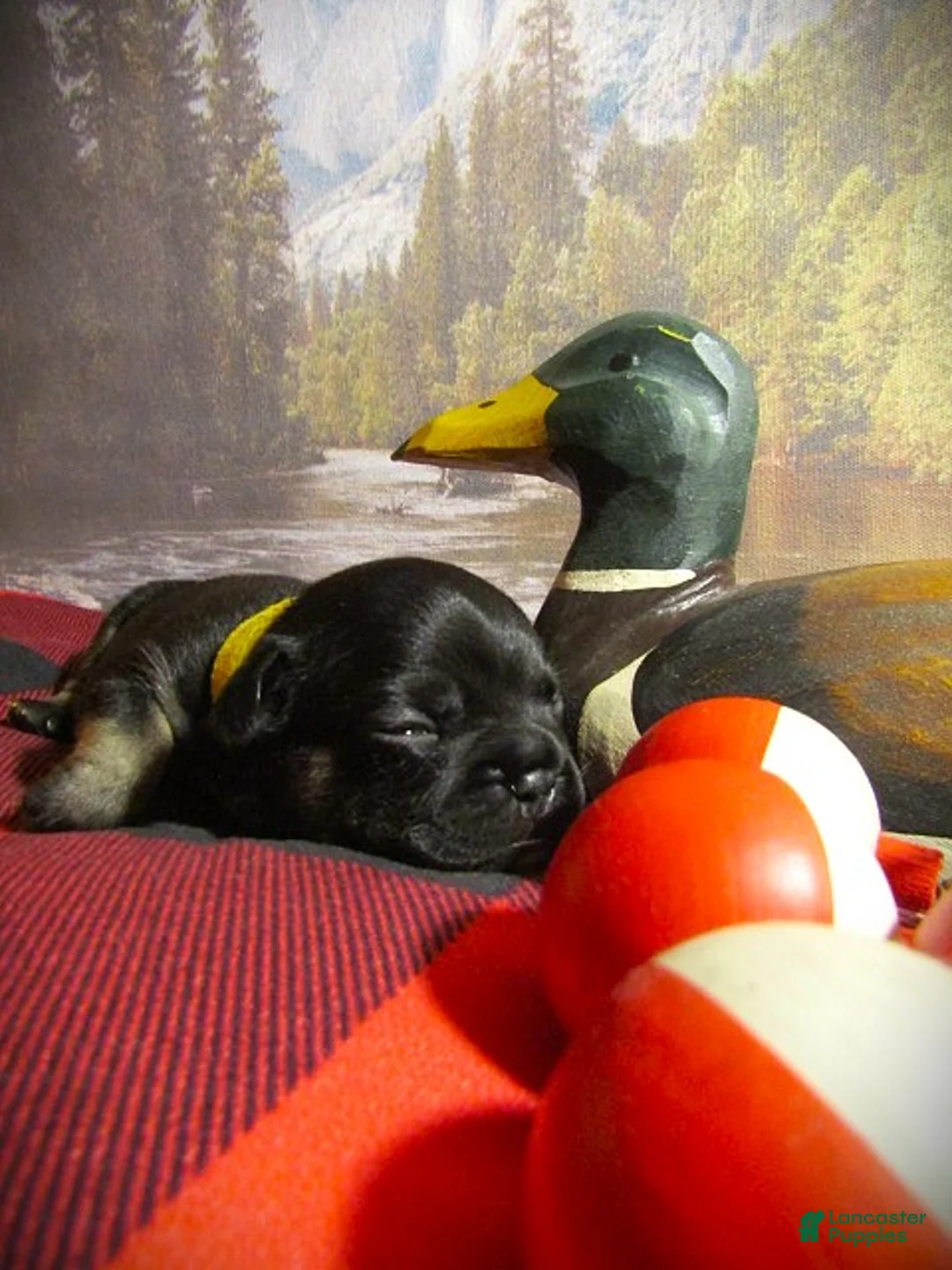 Frenchton dogs for sale: Clove - Ad 2