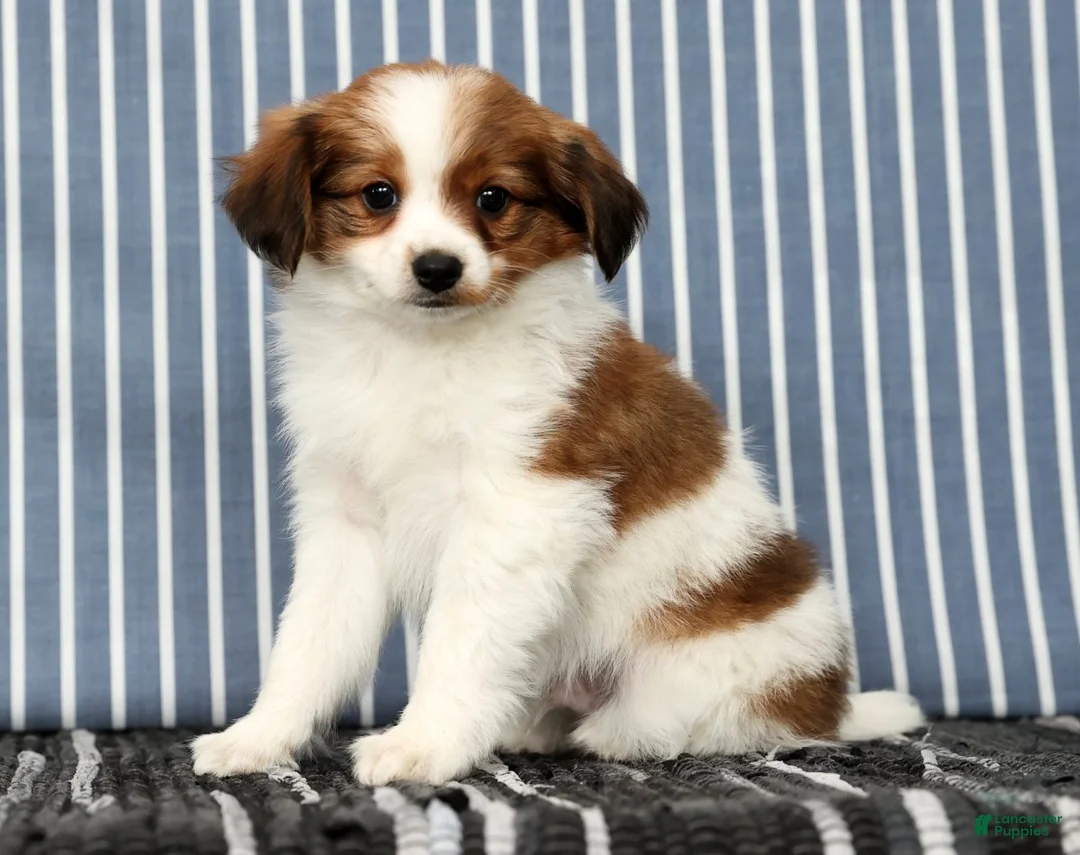 Papillon dogs for sale: Matson - Ad 5