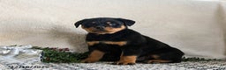 Rottweiler dogs for sale: Graham - Ad 1