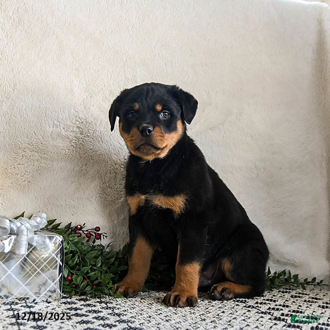 Rottweiler dogs for sale: Graham - Ad 1