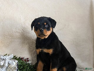 Rottweiler dogs Graham - Ad 1