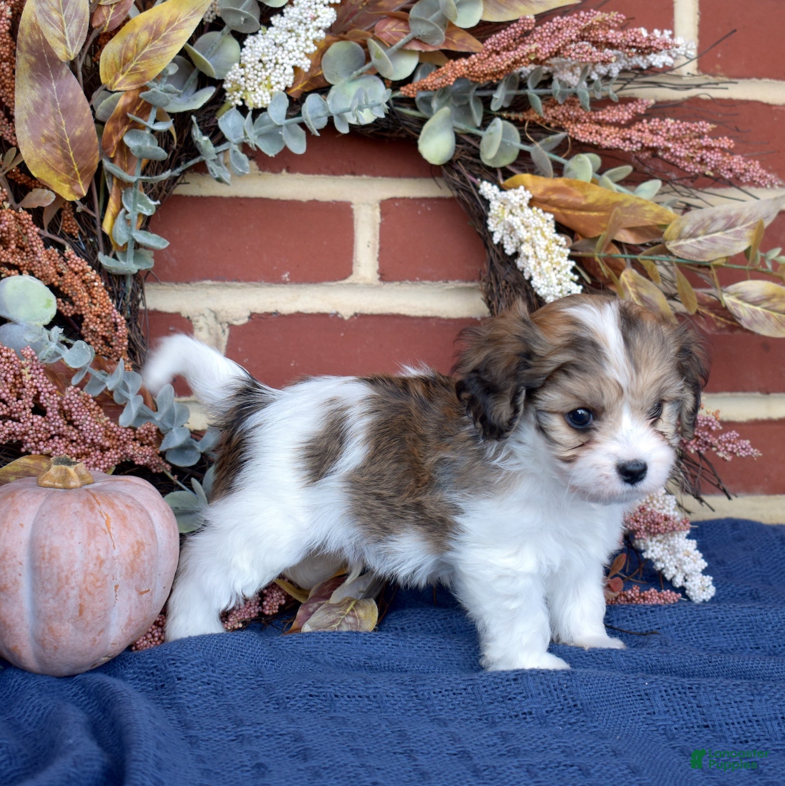Cavachon dogs for sale: Alfie - Ad 2