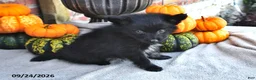 Pomsky dogs for sale: Theo - Ad 4