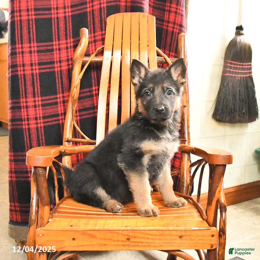 German Shepherd dogs Peppermint - Ad 39