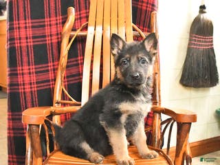 German Shepherd dogs Peppermint - Ad 38