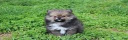 Pomeranian dogs for sale: Casper  - Ad 3