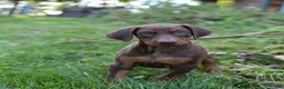 Doberman Pinscher dogs for sale: FRANCES - Ad 5