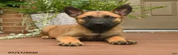 Belgian Malinois dogs for sale: Radar - Ad 3