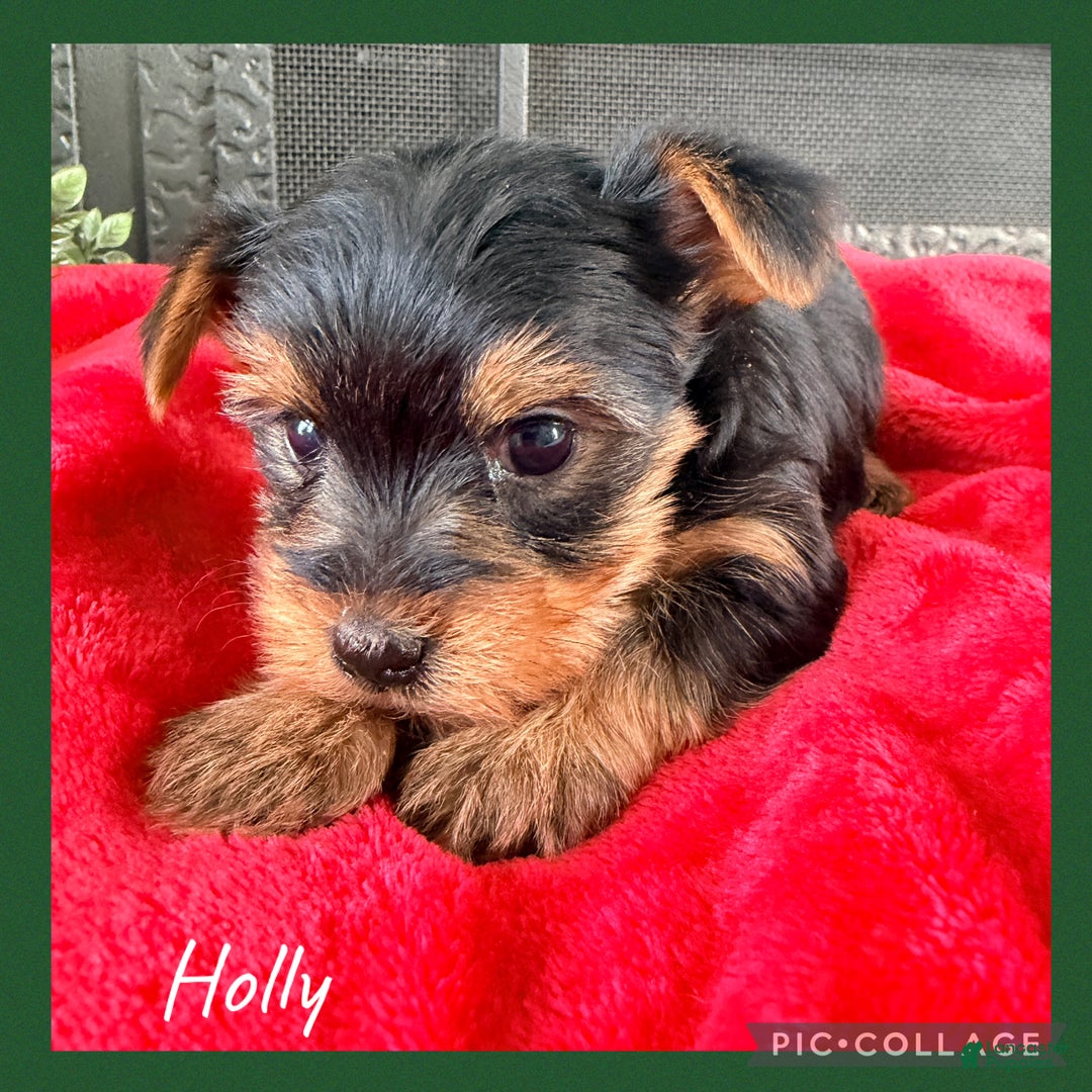 Yorkshire Terrier dogs for sale: Holly - Ad 1
