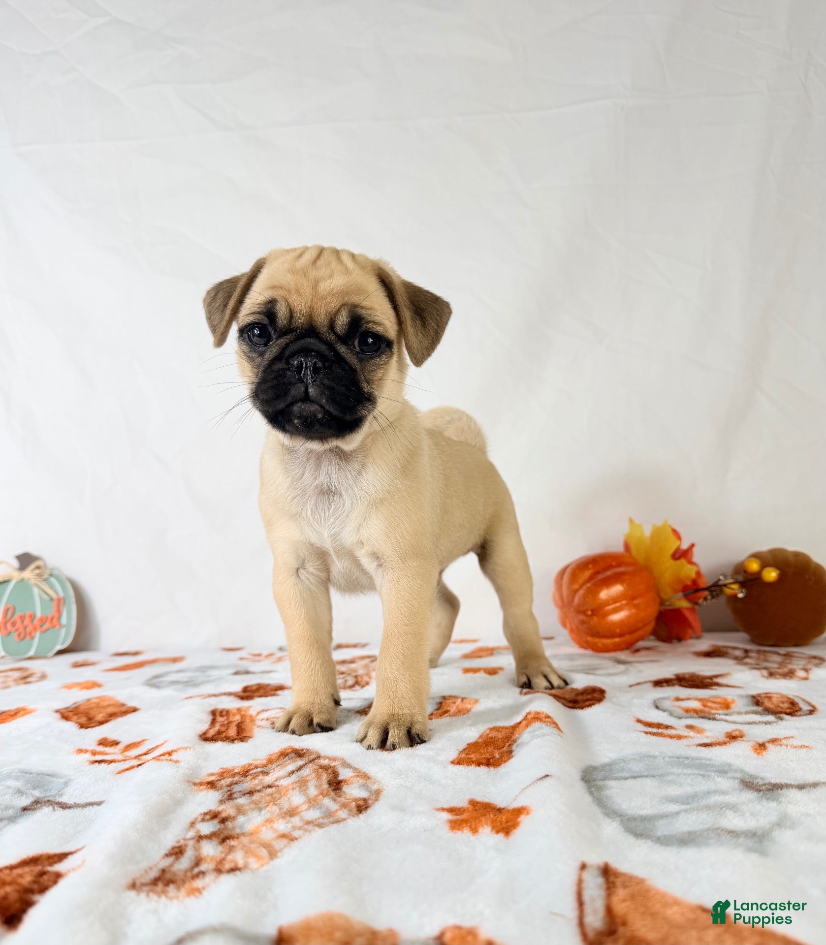 Pug dogs Frank - Ad 32