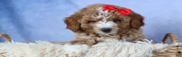 Mini Goldendoodle dogs for sale: 🐾 Meet Neo – F2B Mini Goldendoodle Puppy 🐾 - Ad 6