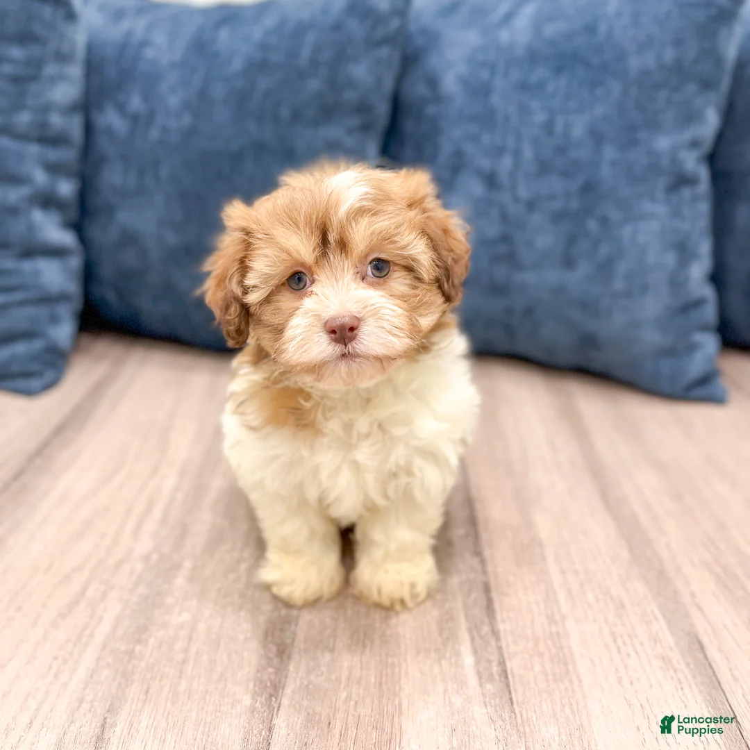 Havanese dogs for sale: Jewel - Ad 3