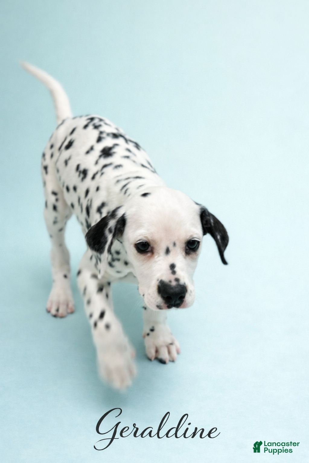 Dalmatian dogs Geraldine - Ad 1