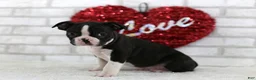 Frenchton dogs for sale: Conner - Ad 3