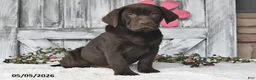Labrador Retriever dogs for sale: Lilly - Ad 4