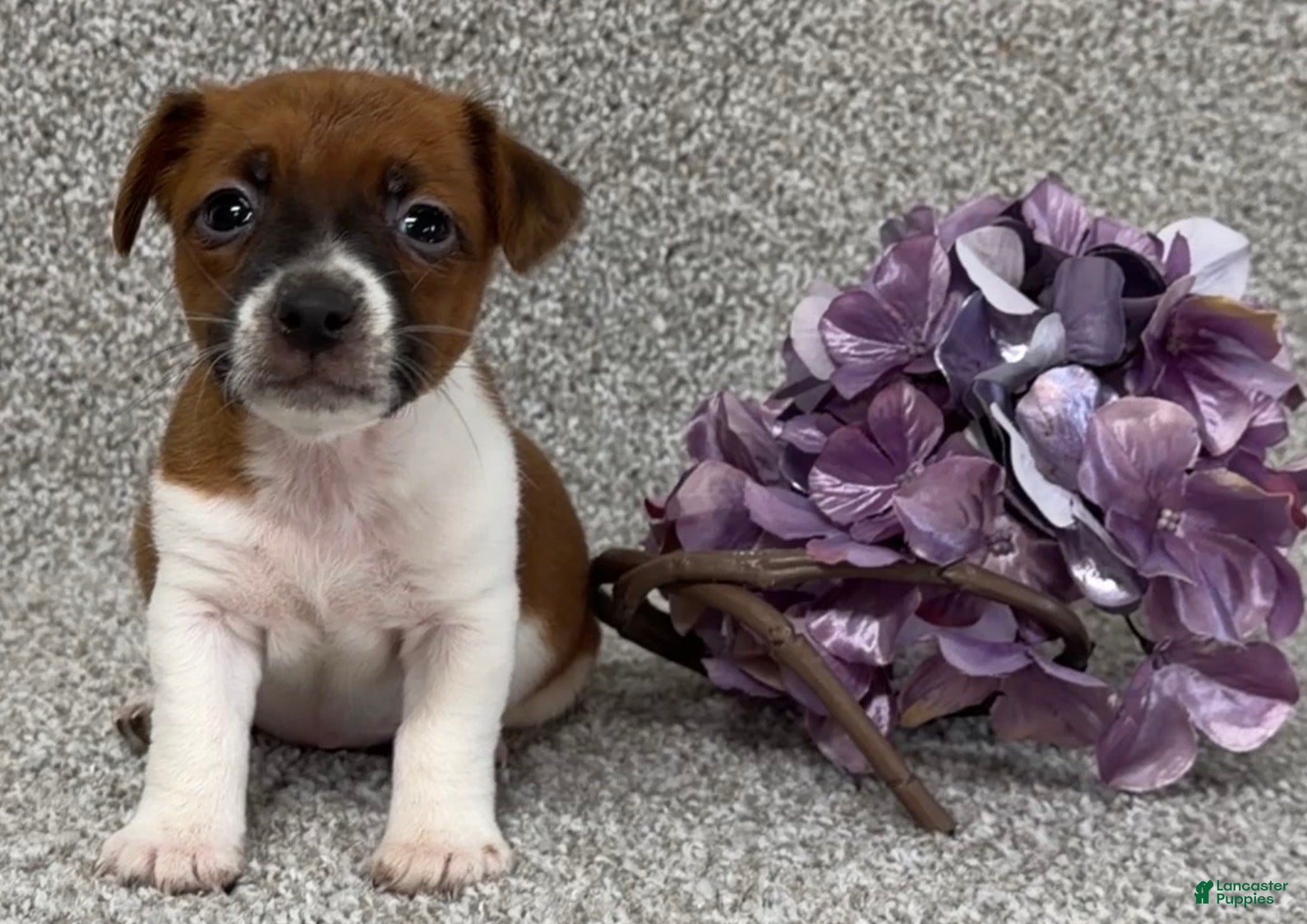 Jack Russell Terrier dogs Vicky - Ad 1
