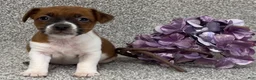 Jack Russell Terrier dogs for sale: Vicky - Ad 1