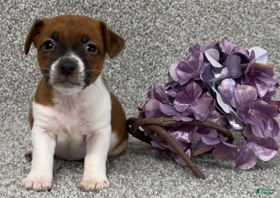 Jack Russell Terrier dogs for sale: Vicky - Ad 1