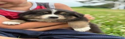 Australian Shepherd dogs for sale: Stetson  - Ad 2