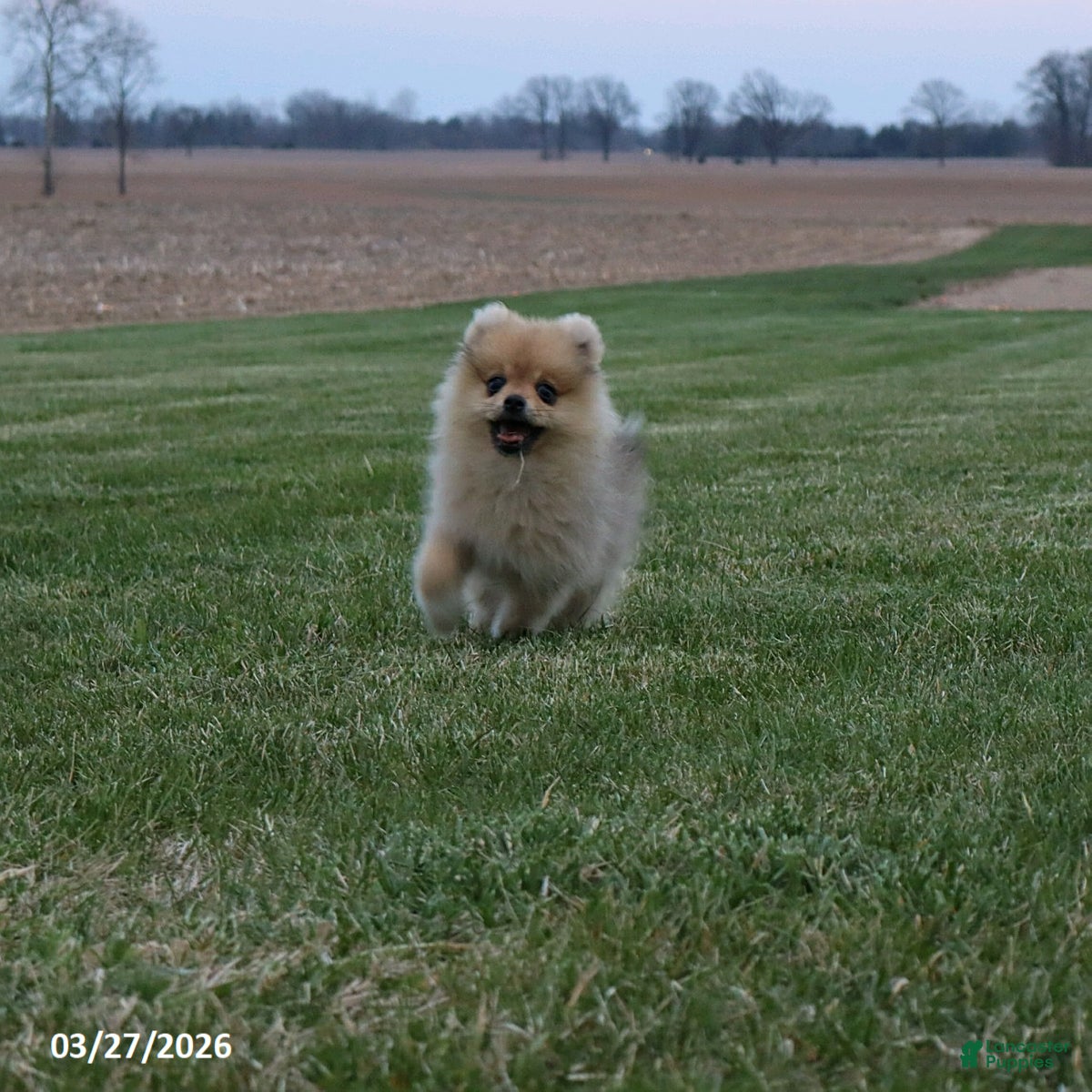Pomeranian dogs Mickey - Ad 2