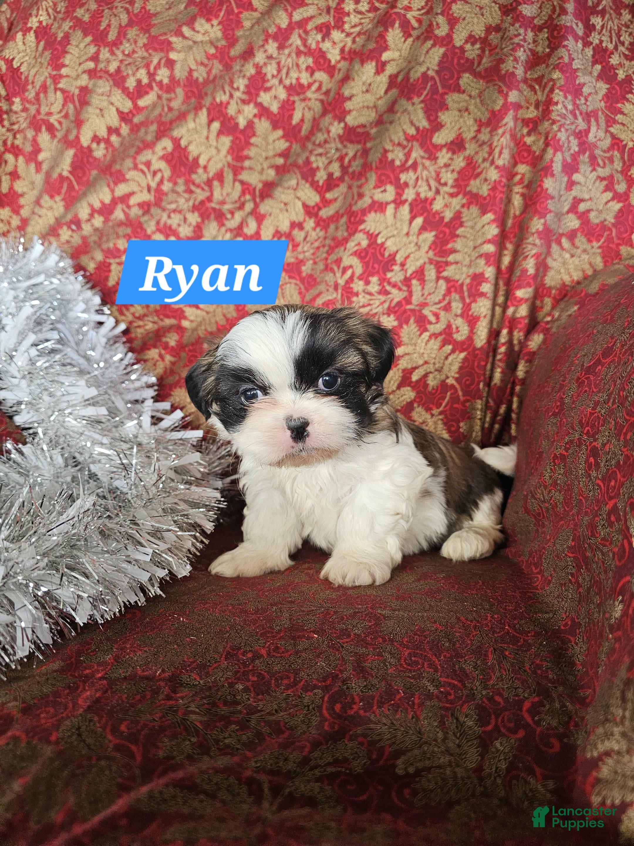 Shih Tzu dogs Ryan - Ad 12