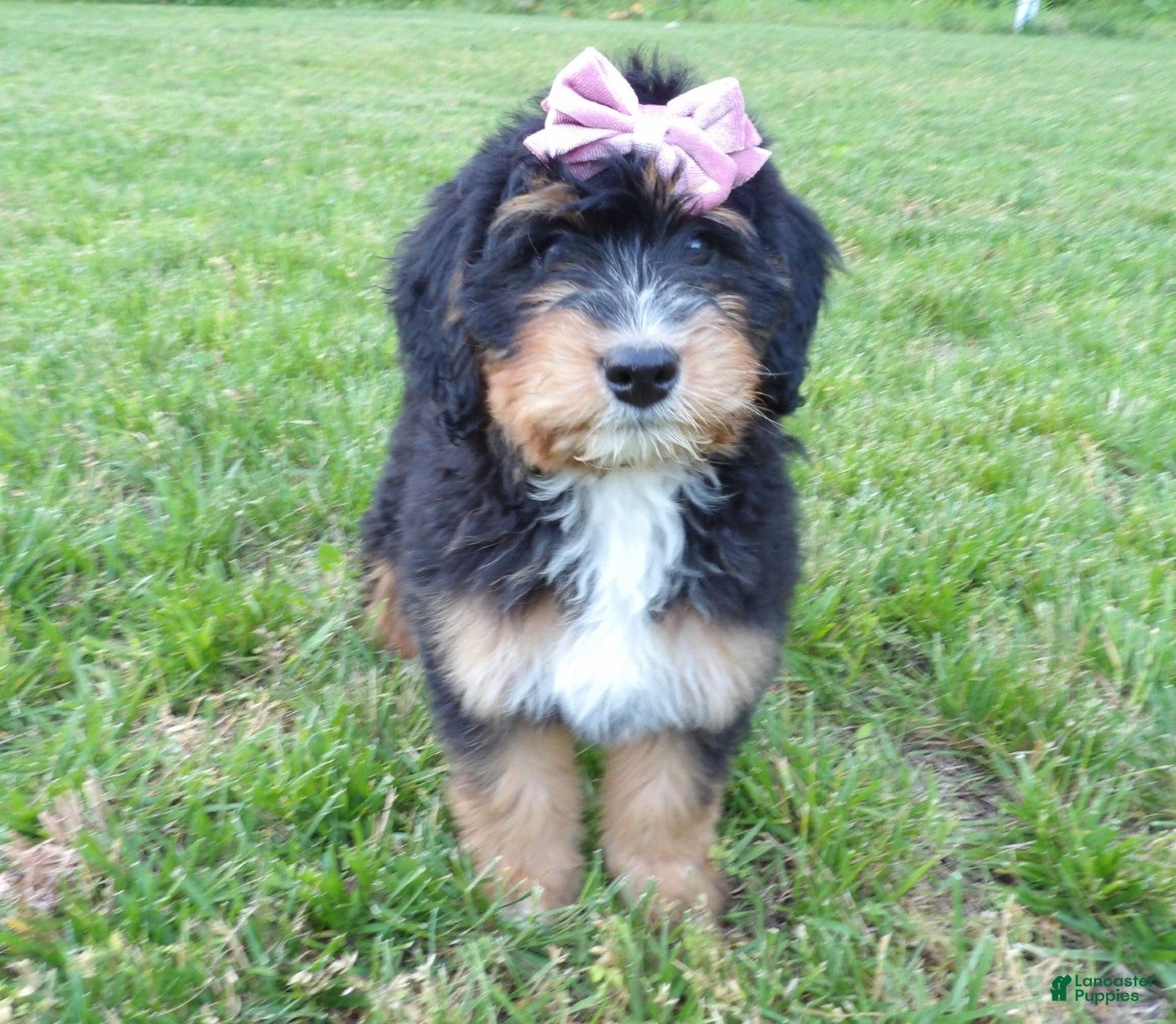 Bernedoodle dogs Lacy - Ad 2