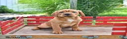 Mini Hippo dogs for sale: Buddy - Ad 5