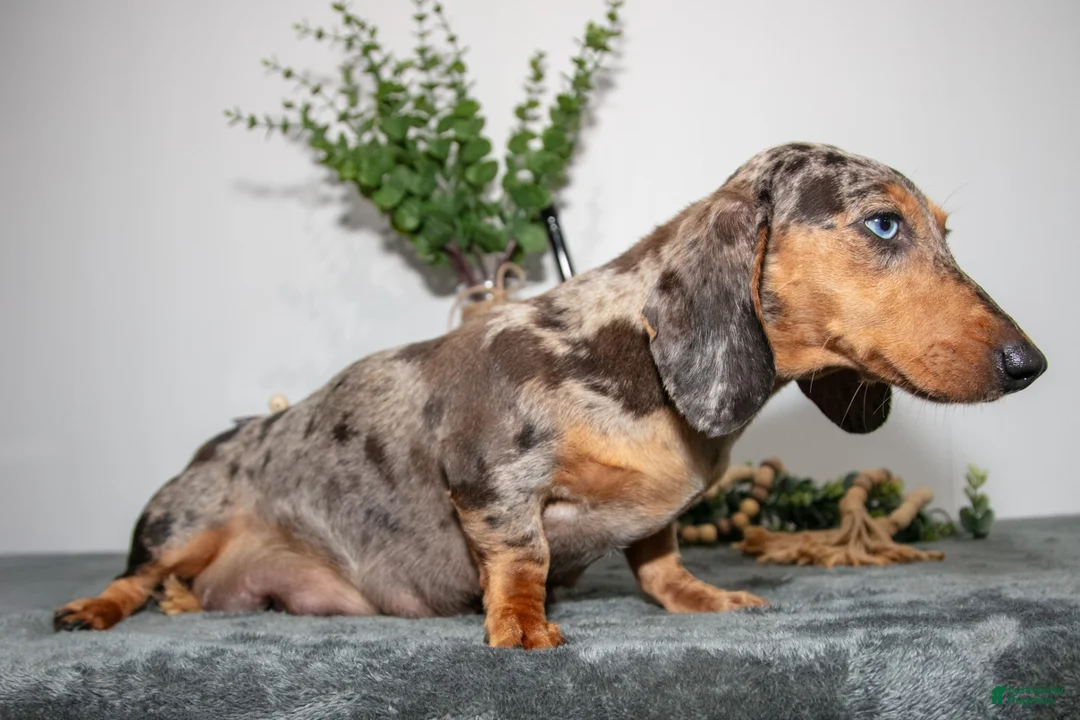 Miniature Dachshund dogs for sale: Tally - Ad 4