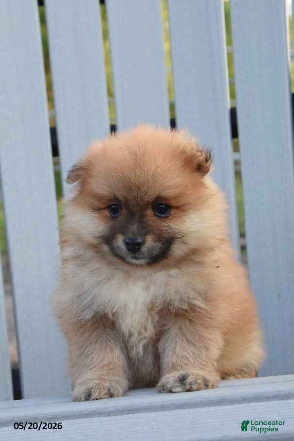 Pomeranian dogs Julie - Ad 2
