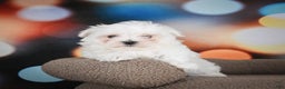 Maltese dogs for sale: Bentley - Ad 4