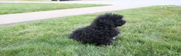 Toy Poodle dogs for sale: Sadie - Ad 3