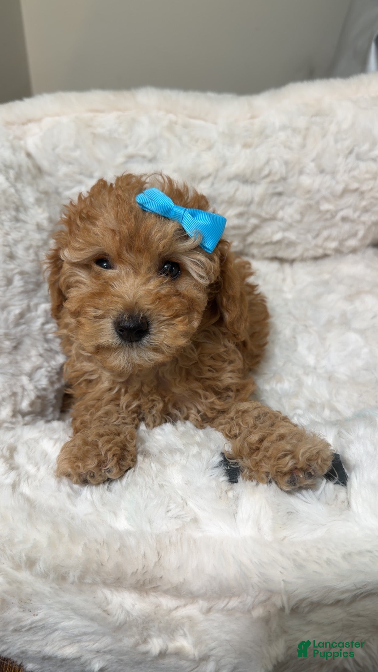 Maltipoo dogs Mia  - Ad 33