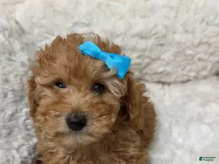 Maltipoo dogs Mia - Ad 33
