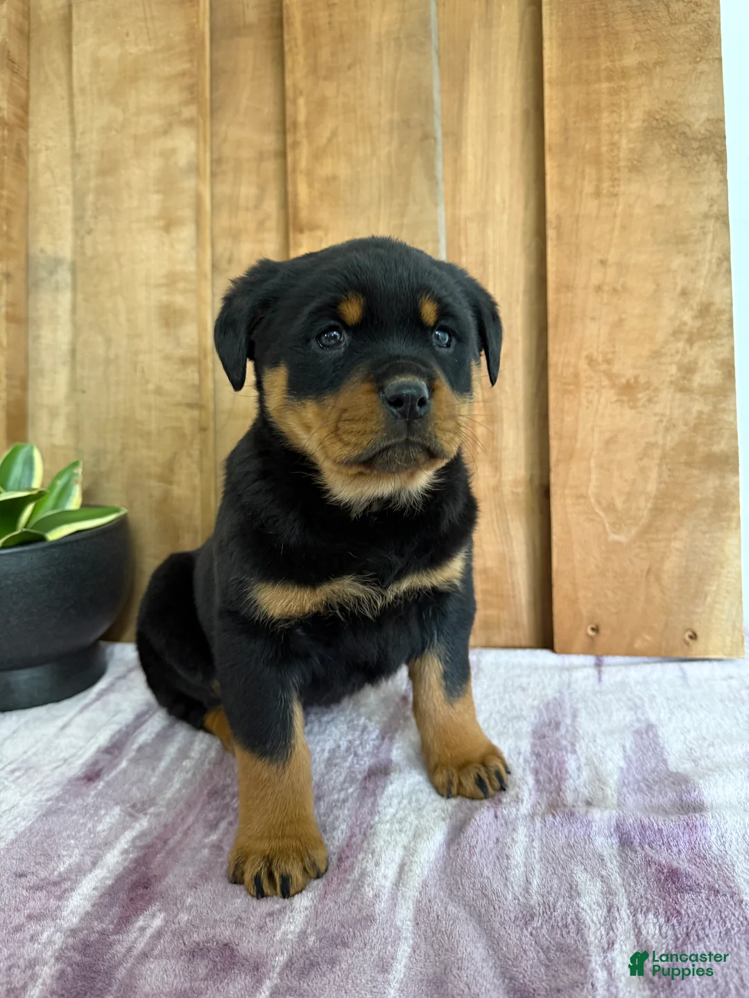 Rottweiler dogs for sale: Lacie - Ad 14