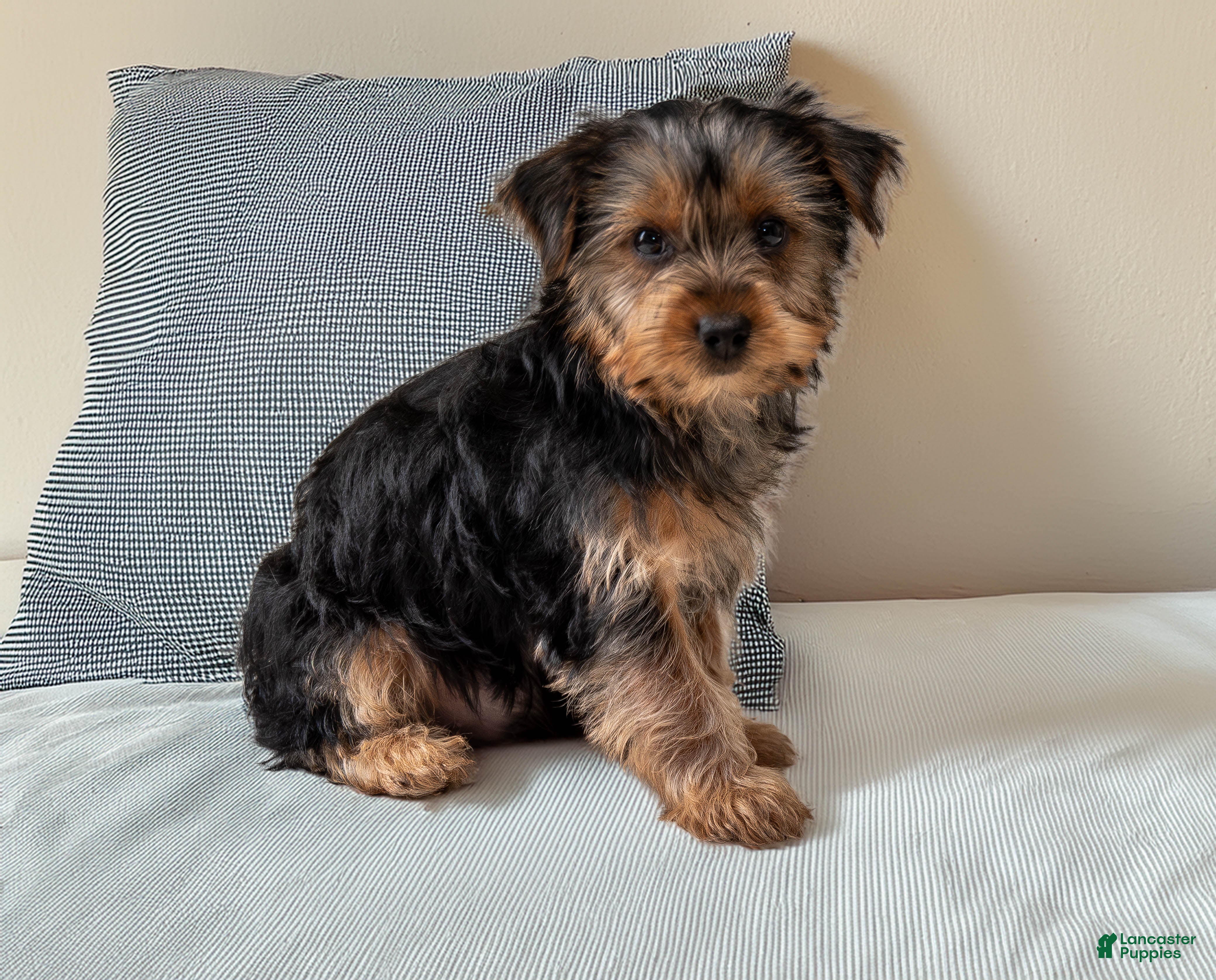 Yorkshire Terrier dogs for sale: Sport - Ad 1