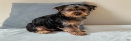 Yorkshire Terrier dogs for sale: Sport - Ad 1
