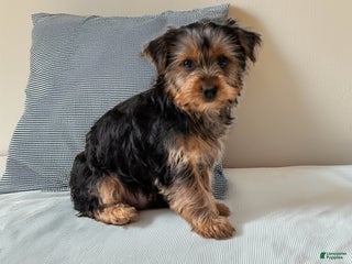 Yorkshire Terrier dogs for sale: Sport - Ad 1
