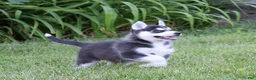 Siberian Husky dogs for sale: Carlos - Ad 4