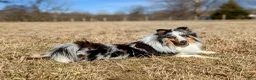 Shetland Sheepdog dogs for sale: Tucker - Ad 12