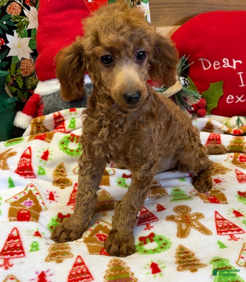 Toy Poodle dogs Adam - Ad 38