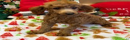 Toy Poodle dogs for sale: Adam - Ad 1