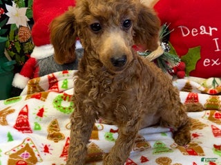 Toy Poodle dogs Adam - Ad 38