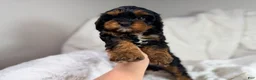 Cavapoo dogs for sale: Reese 💙 - Ad 7