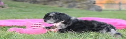 Miniature Poodle dogs for sale:  Bella - Ad 6