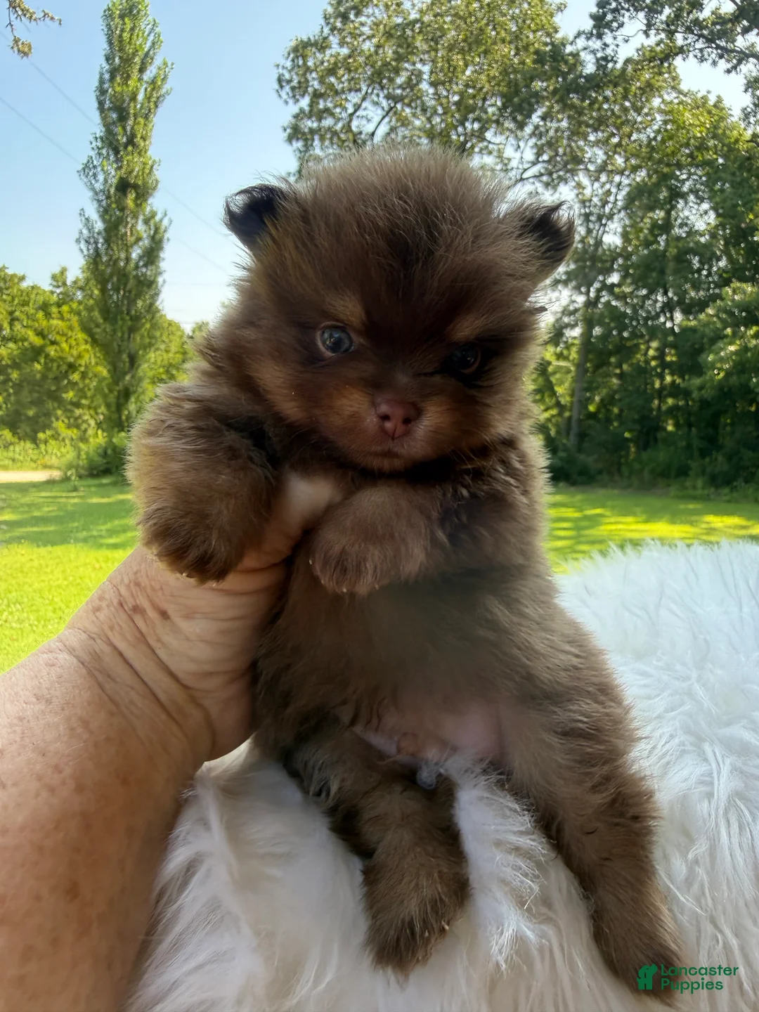 Pomeranian dogs for sale: #4 - Ad 2