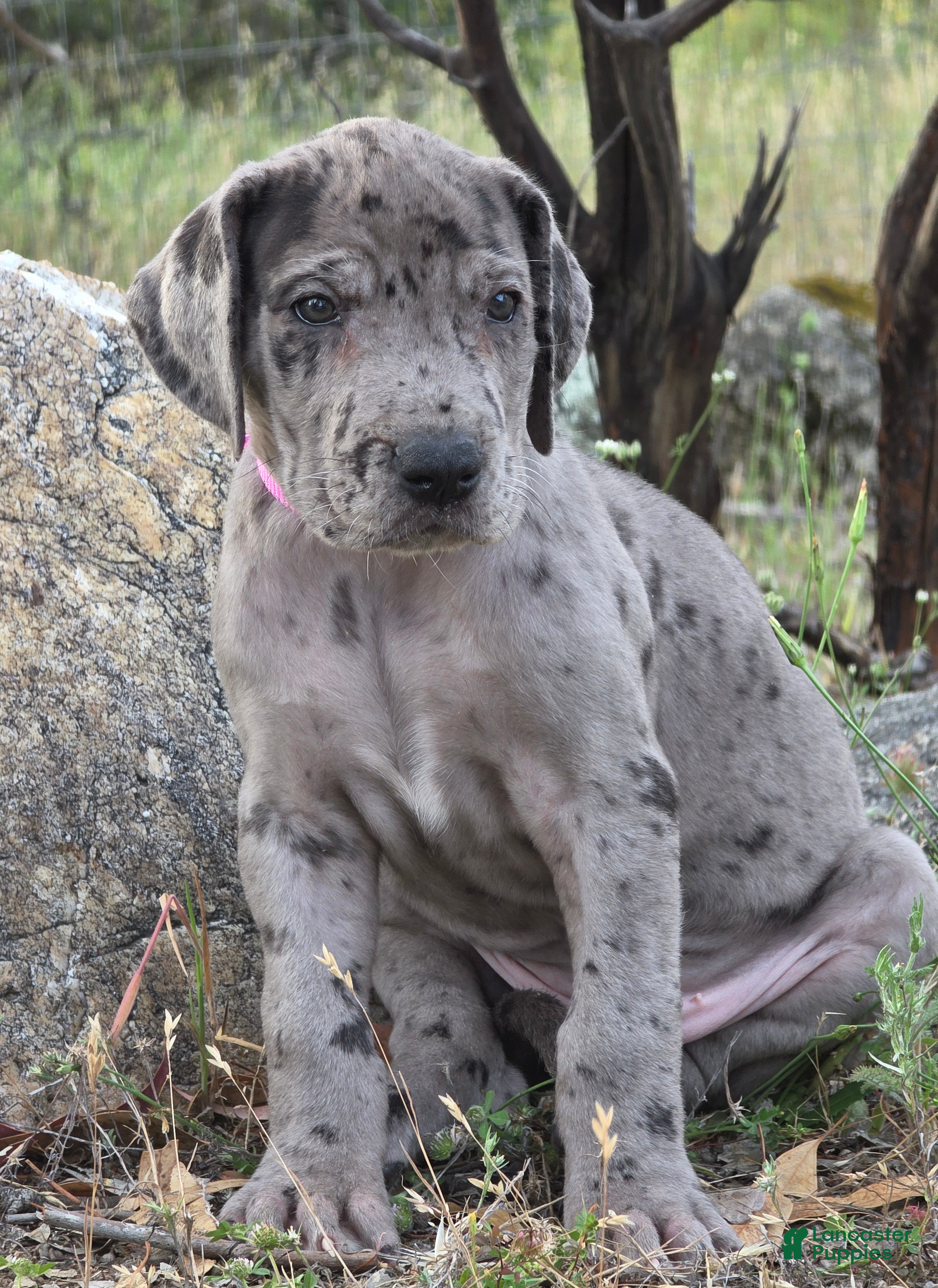 Great Dane dogs for sale: Ewa - Ad 3