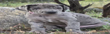 Ewa
